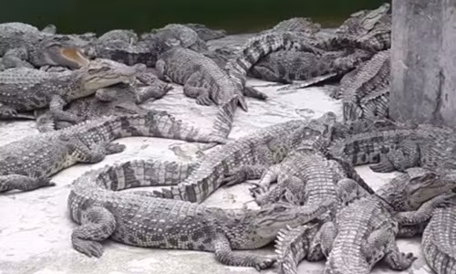 Thời điểm đó, mô hình nuôi cá sấu còn chưa phát triển, giá cá sấu lên đến 180.000 đồng/kg nên ông Trương Thanh Mai đã thành công ngay vụ đầu tiên với lợi nhuận gần 100 triệu đồng. Ảnh: Dân Việt.