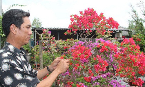 Anh Nguyễn Văn Truyền (44 tuổi, ngụ ở phường Long Tuyền, quận Bình Thủy, TP.Cần Thơ) cho biết, đã chuẩn bị 500 chậu hoa giấy để bán trong dịp Tết Nguyên đán tới. Trong đó có 100 chậu lớn và 400 chậu nhỏ, có giá bán giao động từ 1-15 triệu đồng/chậu.