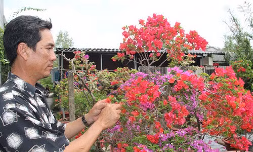 Anh Nguyễn Văn Truyền (44 tuổi, ngụ ở phường Long Tuyền, quận Bình Thủy, TP.Cần Thơ) cho biết, đã chuẩn bị 500 chậu hoa giấy để bán trong dịp Tết Nguyên đán tới. Trong đó có 100 chậu lớn và 400 chậu nhỏ, có giá bán giao động từ 1-15 triệu đồng/chậu.