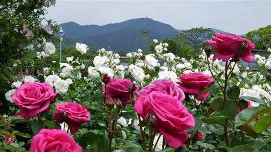 Mùa hoa hồng nở rộ nhất trong vườn là khoảng giữa tháng 5. Ảnh: Googleplus.