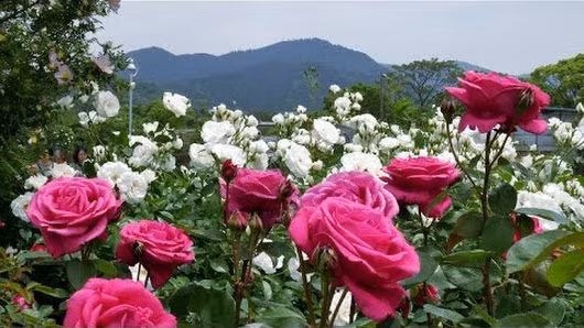 Mùa hoa hồng nở rộ nhất trong vườn là khoảng giữa tháng 5. Ảnh: Googleplus.