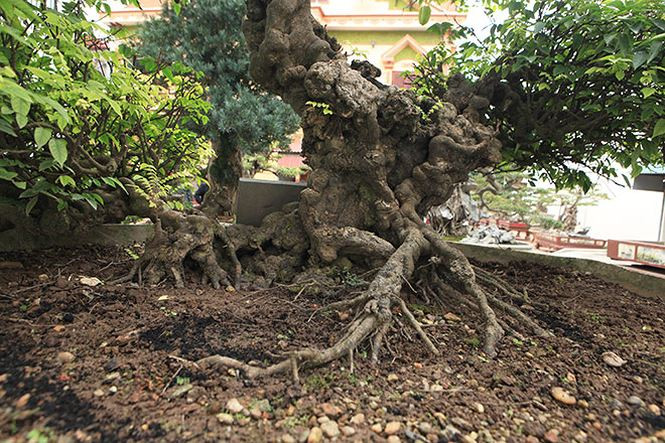 Là dòng khế ta, cây giòn nên rất khó uốn. Vì vậy, để có được hình dáng như hiện tại, nghệ nhân phải kỳ công trồng và chăm sóc từ nhỏ. Ảnh: Vietnamnet.