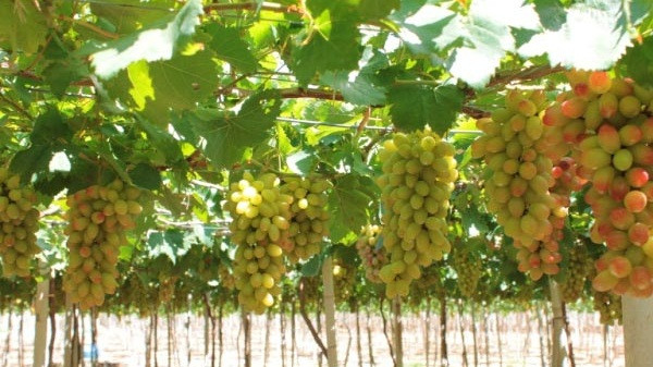 Một ưu điểm nữa khiến giống nho mới của Ninh Thuận hút khách là nho sạch. Ảnh: Dân Việt.