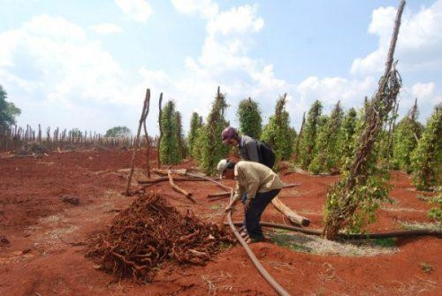 Người dân không lo việc thương lái thu mua rễ hồ tiêu mà chỉ sợ nạn trộm cắp, đào bới rễ cây hồ tiêu còn sống gây ra dịch bệnh cho những vùng khác. Ảnh: Moitruong.