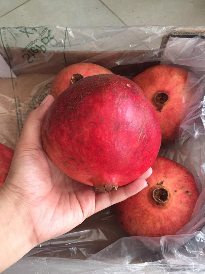 Lựu Peru trái to, vỏ màu đỏ tươi. Ảnh: FB Lan Pro.