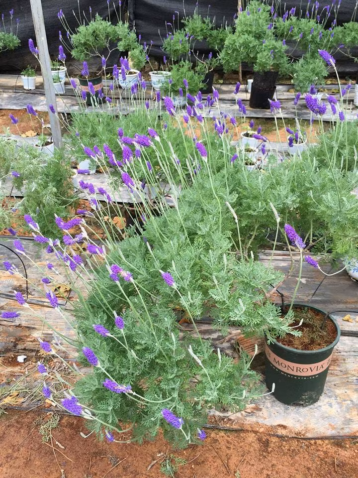 Lavender đơn trồng trong những chậu nhựa có giá 50.000 đồng/gốc. Ảnh: FB Vi Hồng.