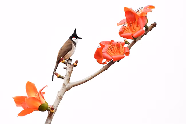 Nhiều nhà thơ đã ví hoa gạo như hòn than đỏ rực, như ngọn lửa trên trời.