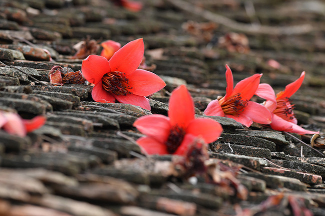 Sở dĩ, cây hoa gạo ở thành phố bị chặt nhiều bởi đô thị đất chật và hoa rụng nhiều cùng lúc, không thích hợp khi đường đông người qua lại.