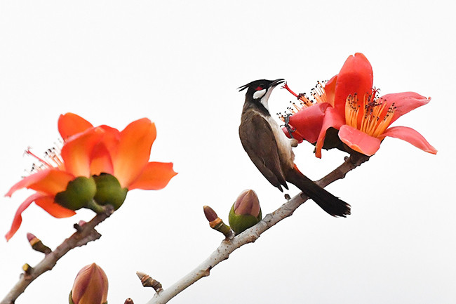 Dân gian thường có câu "Ma cây gạo, cú cáo cây đề", nhưng vẻ đẹp của hoa gạo khiến người ta quên hết nỗi sợ đó.