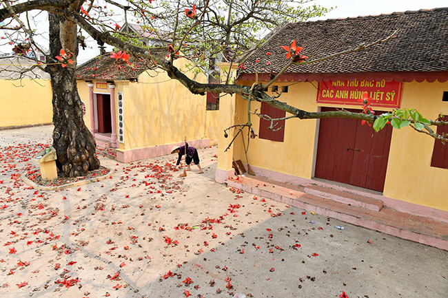 Trước cổng nhiều trường học, các khu tưởng niệm có rất nhiều cây hoa gạo. Trong ký ức nhiều người xa quê, ngoài hình ảnh thân quen về ngôi nhà lợp ngói, giếng nước còn có thêm những bông hoa đỏ rực.