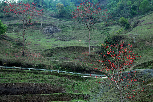 Hoa gạo nở là lúc những đợt rét cuối cùng của mùa đông sắp qua, mùa hè sắp đến. Hoa gạo đỏ rực rỡ, chính vì thế thường gắn với những bài thơ, bài ca rất nhiều nỗi niềm.