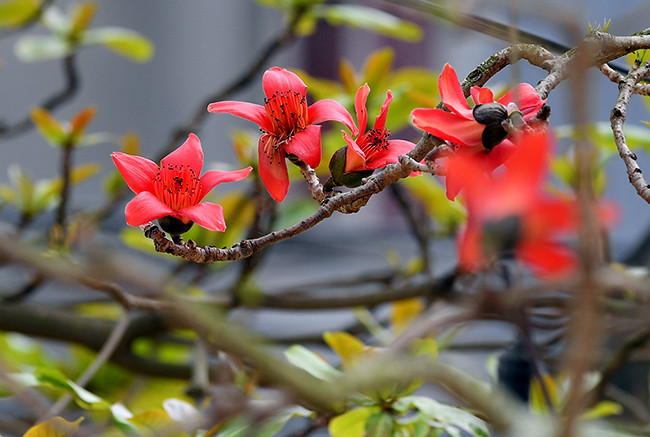 Trước kia ở vùng ven đô hay trung tâm Hà Nội, cây gạo được trồng rất nhiều. Thời điểm hiện tại, số lượng cây giảm sút, rất khó để tìm thấy cây gạo cổ thụ, đồng nghĩa với việc khó cho giới nhiếp ảnh có những bức ảnh đẹp.