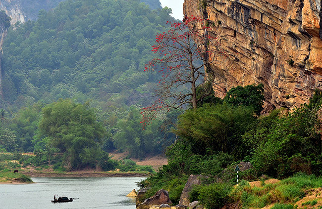 Ven sông Mã, sông Chu trên địa phận tỉnh Thanh Hóa có rất nhiều cây gạo. Hoa gạo nở thắm đỏ bên triền sông hoặc cạnh các vách núi.