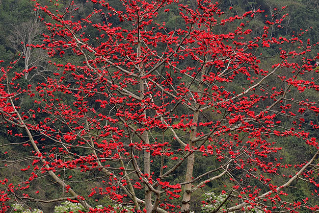 Hoa nở đỏ rực như xua tan đi sự ảm đạm của những ngày cuối mùa xuân. Tạo nên những mảng màu ấn tượng và ấm áp.