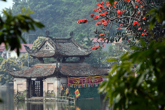 Tại chùa Thầy (Hà Nội) có một gốc gạo nở đỏ rực bên cạnh thủy đình, nơi tổ chức lễ hội chùa Thầy nổi tiếng dịp đầu tháng 4 hàng năm.