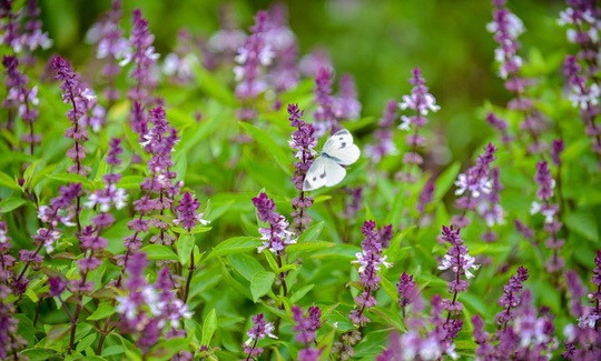 Màu tím ngắt của cánh hoa phủ dày trên cánh đồng khiến người xem không khỏi choáng ngợp như đang ở trời Tây. Ảnh: Infonet.