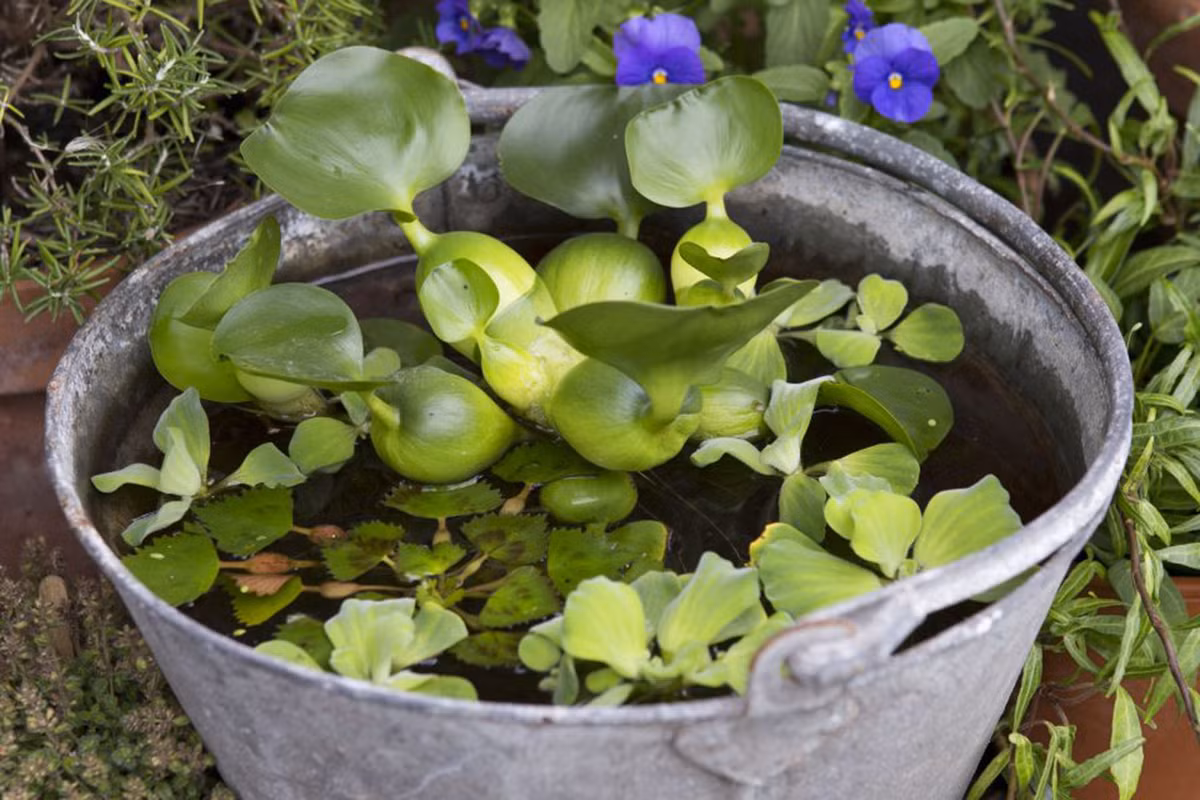 Chỉ cần thả vào nước là có ngay chậu bonsai đẹp mắt. Ảnh: Gardenersworld.