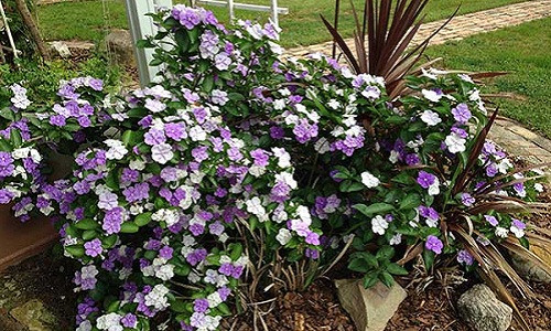 Hoa nhài Nhật ra hầu như quanh năm và có mùi thơm thoang thoảng dễ chịu. Ảnh: Hoadepvietnam.