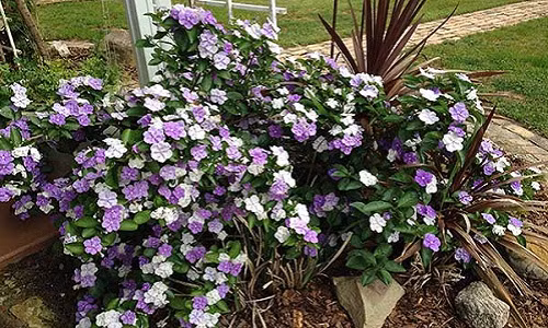 Hoa nhài Nhật ra hầu như quanh năm và có mùi thơm thoang thoảng dễ chịu. Ảnh: Hoadepvietnam.