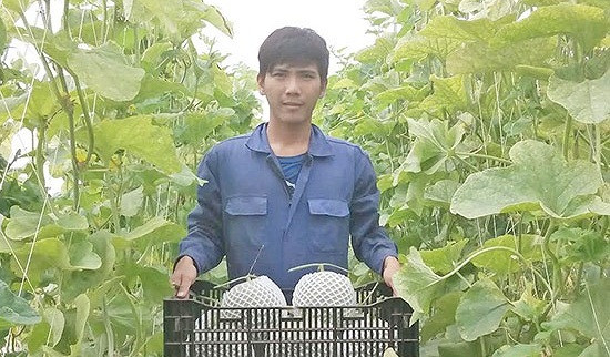 Với diện tích 1.000m2, 3.000 cây dưa lưới cho năng suất tới 3 tấn, trừ mọi chi phí chủ vườn thu lãi khoảng 100 triệu đồng trong thời gian khoảng 2,5 tháng. Ảnh: Baonghean.