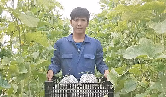 Với diện tích 1.000m2, 3.000 cây dưa lưới cho năng suất tới 3 tấn, trừ mọi chi phí chủ vườn thu lãi khoảng 100 triệu đồng trong thời gian khoảng 2,5 tháng. Ảnh: Baonghean.