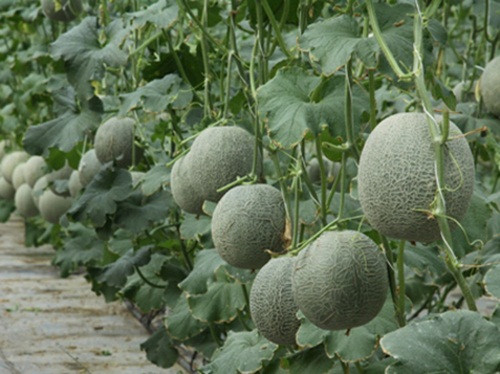 Trang trại dưa lưới Nhật Bản của anh Trang Quốc Dũng (Hóc Môn, TP HCM) rộng khoảng 2,3 ha. Ảnh: Dân Việt.