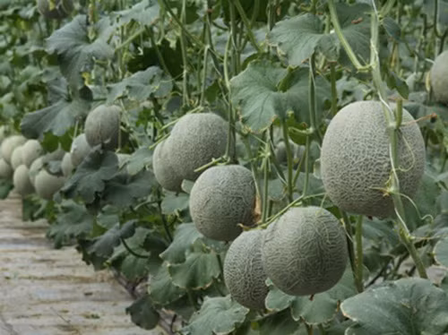 Trang trại dưa lưới Nhật Bản của anh Trang Quốc Dũng (Hóc Môn, TP HCM) rộng khoảng 2,3 ha. Ảnh: Dân Việt.