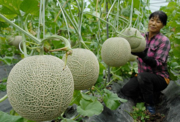 Anh Dũng cho biết, 1 ha trồng dưa lưới thu hoạch 3 vụ/năm, cho doanh thu 3,3 tỷ đồng, lợi nhuận khoảng 800 triệu đồng/ha/năm. Ảnh: Dân Việt.