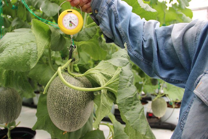 Thời gian đầu, việc trồng gặp nhiều khó khăn. Hơn 30% số quả dưa lưới khi chín bị hỏng do chăm sóc chưa đạt chuẩn. Ảnh: Tuổi trẻ.