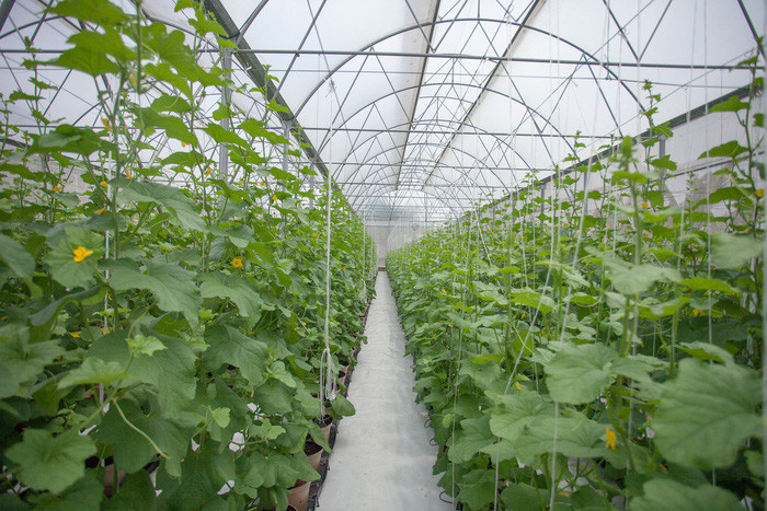 Vườn trồng dưa lưới sạch của Tùng rộng 3.500m2. Ảnh: Tuổi trẻ.