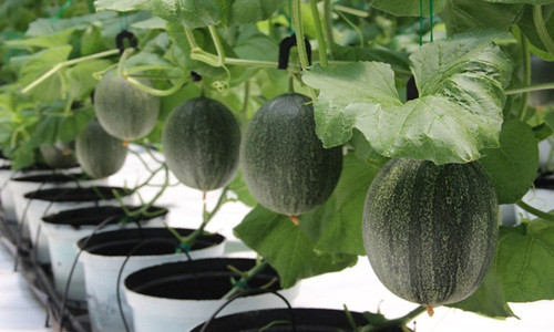 Đến nay, vườn dưa lưới của Phương Tùng có khoảng 8.000 gốc dưa. Mỗi tháng, nhà vườn cho thu lợi nhuận gần 100 triệu đồng. Ảnh: Tuổi trẻ.