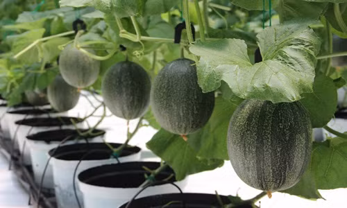 Đến nay, vườn dưa lưới của Phương Tùng có khoảng 8.000 gốc dưa. Mỗi tháng, nhà vườn cho thu lợi nhuận gần 100 triệu đồng. Ảnh: Tuổi trẻ.