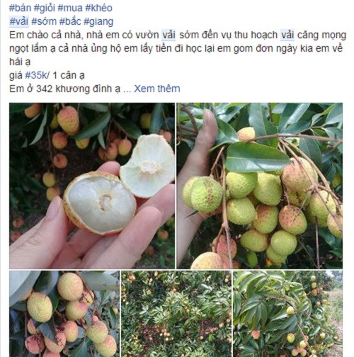 Hiện, vải sớm đang vào vụ thu hoạch. Trên các chợ mạng, vải từ nhiều tỉnh khác nhau như Hải Dương, Bắc Giang, Nam Định...được rao bán từ 25.000 - 35.000 đồng/kg. Ảnh: Facebook.