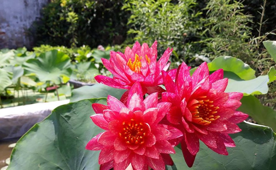 Theo người bán, đây là giống hoa súng Thái Lan có tên gọi Wanvisa. Ảnh: FB Hoa Súng Khải Hường.