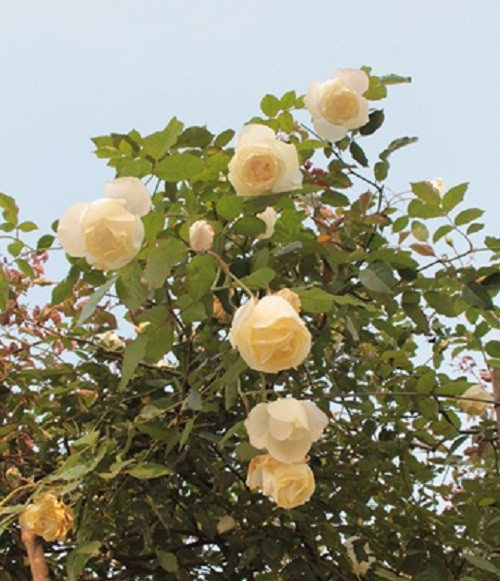 Ngày quốc tế phụ nữ 8/3 nhiều người đã đến vườn hồng cổ của Trang để thăm thú và mua những chậu hồng cổ đẹp làm quà. Ngày quốc tế phụ nữ 8/3 nhiều người đã đến vườn hồng cổ của Trang để thăm thú và mua những chậu hồng cổ đẹp làm quà.