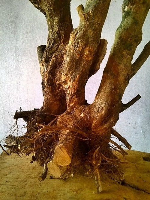 Gốc cây được thương lái thu mua rồi bán cho thương lái ở miền Nam để làm cây cảnh. Ảnh: Infonet.