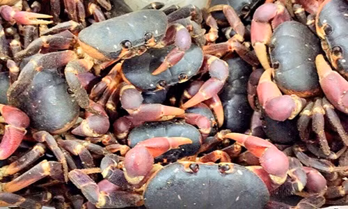 Dù vậy, lợi nhuận từ nuôi cua dẹp cũng không nhiều do giá con giống còn cao, khoảng 350.000 đồng/kg (13-15 con). Ảnh: Haisantuoisachbienhoa.