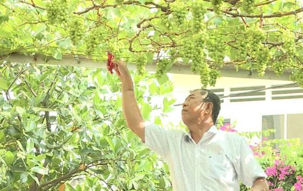 Với 30 gốc nho cho trái, mỗi vụ trên dưới 1.000 chùm, giá bán từ 60.000đ - 80.000đ/kg, vườn nho mang về cho gia đình ông thu nhập hàng trăm triệu đồng/năm. Ảnh: Saigontv.