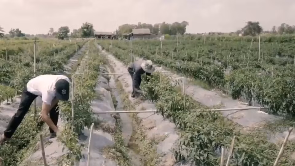 Ngoài ra, màng phủ cũng giúp hạn chế cỏ dại. Ảnh: Nongnghiepsach.