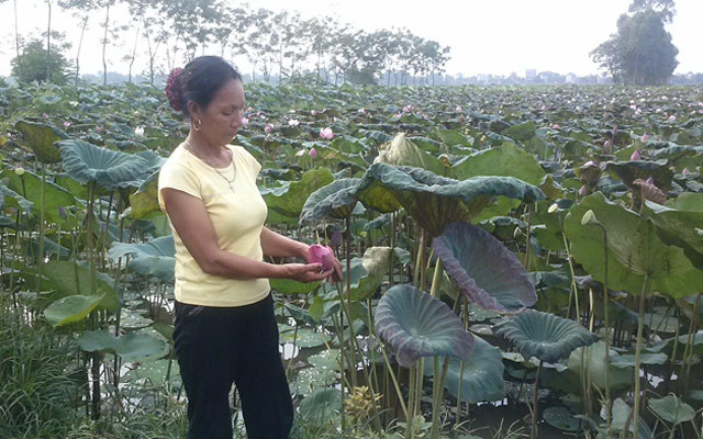 Đầm sen rộng 4 mẫu của bà Phạm Thị Hiền (An Tiến, Mỹ Đức, Hà Nội) cho thu hoạch khoảng 50 triệu đồng/năm. Ảnh: Nongnghiep.