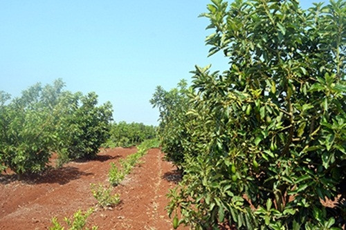 Có thời điểm giá bơ lên tới 80.000 đồng/kg. Tính trung bình 35.000 đồng/kg, gia đình anh Tiệp thu về khoảng 1 tỷ đồng. Ảnh: Cand.