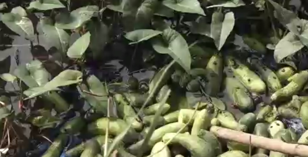 Không ít hộ đành lòng đổ bỏ dưa chuột xuống cống. Ảnh: Tuổi trẻ.