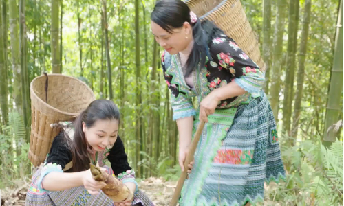 Công việc tìm và đào măng vầu không hề đơn giản. Họ phải vào những bụi rậm, tìm gốc măng và nhìn quanh tìm khe đất nứt, nơi có những đọt măng non còn nằm ủ trong đất. Ảnh: Nongnghiepsach.