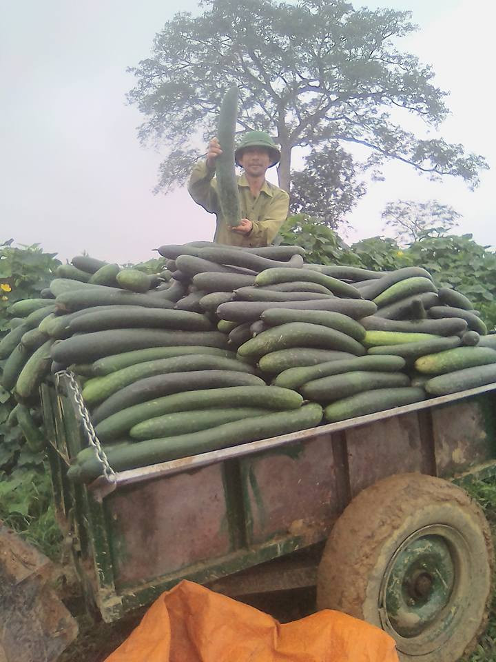 Giá bí xanh tại ruộng rớt thảm nhưng tại Hà Nội, mặt hàng này vẫn được bán với giá khá đắt từ 10.000 - 15.000 đồng/kg. Ảnh: FB Nam Nguyen Cong.