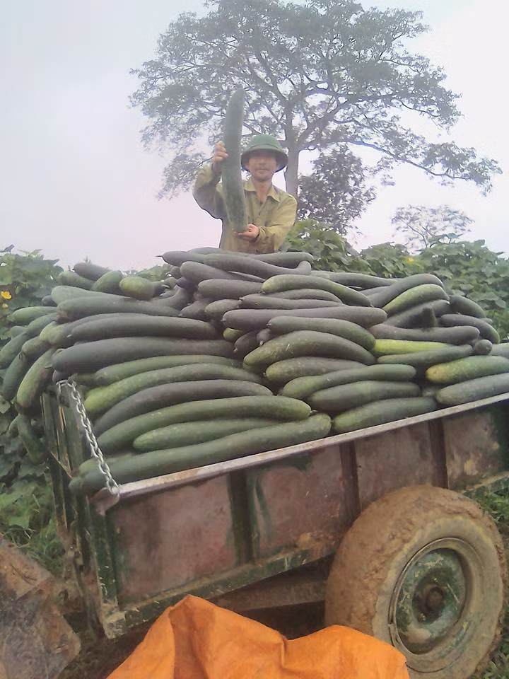 Giá bí xanh tại ruộng rớt thảm nhưng tại Hà Nội, mặt hàng này vẫn được bán với giá khá đắt từ 10.000 - 15.000 đồng/kg. Ảnh: FB Nam Nguyen Cong.