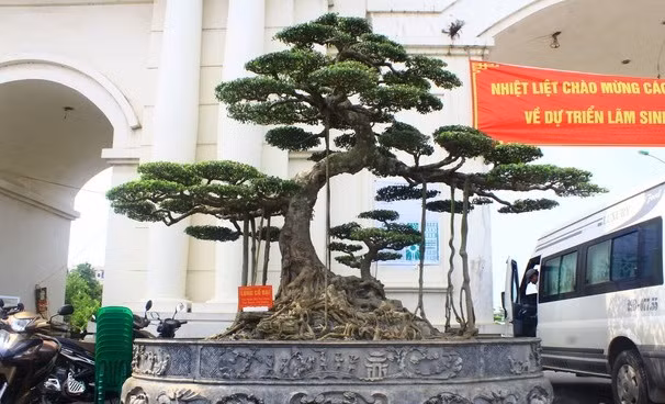 Cây sanh dáng “Long cổ đại’, thuộc sở hữu của anh Bùi Văn Dũng (Kim Anh, Kim Thành, Hải Dương) được đánh giá là hội tụ đủ 4 yếu tố “cổ - kỳ - mỹ - văn” của một cây cảnh đẹp. Ảnh: Dân Việt.