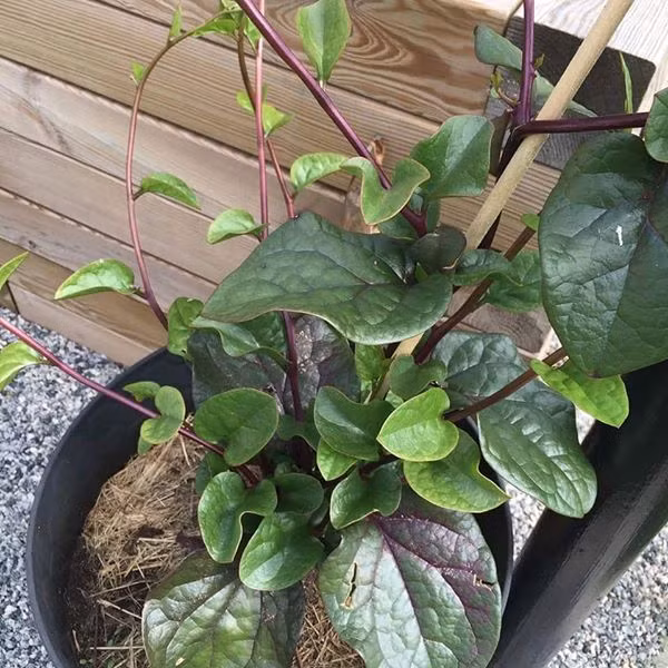 Theo một số người bán trên mạng xã hội, giống mồng tơi tím có xuất xứ từ Thái Lan. Ảnh: FB Thanh Nguyen.