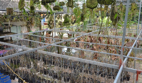Từ niềm đam mê đến nay, anh Long đã sở hữu vườn lan rộng 300m2, với gần 2.000 giò lan. Ảnh: Baohatinh.