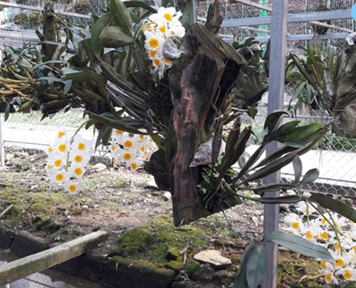 Mỗi loại lan rừng đòi hỏi kỹ thuật khác nhau nhưng đều tươi tắn, đầy sức sống. Ảnh: Baohatinh.