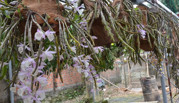 Dáng mỗi cây cũng là yếu tố quyết định giá trị của giò phong lan. Ảnh: Baohatinh.